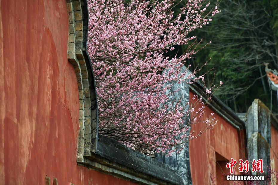 冬日里的暖色调 福州千年古刹梅花盛开