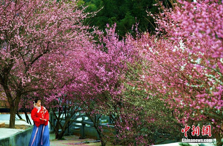 冬日里的暖色调 福州千年古刹梅花盛开